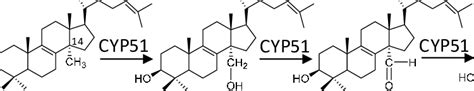 The Three Steps Of The Cyp51 Reaction Lanosterol Is The Natural Cyp51