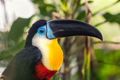 Premium Photo An Exotic Beautiful Big Black Toucan With A Black Beak