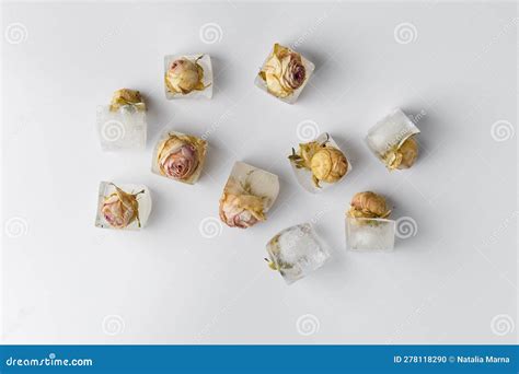 Rose Buds In Ice Cubes On White Isolated Top View Stock Photo Image