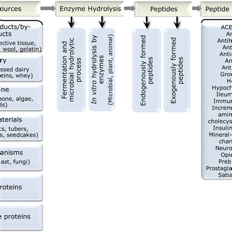 Production And Functionalities Of Bioactive Peptides Download Scientific Diagram