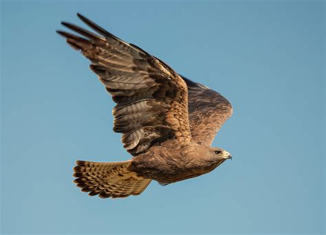 Swainson S Hawk In Flight Photograph By Loree Johnson Fine Art America