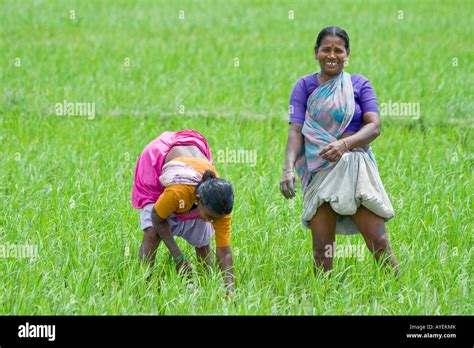 Women Working In A Rice Field In Gingee In Tamil Nadu South India Stock