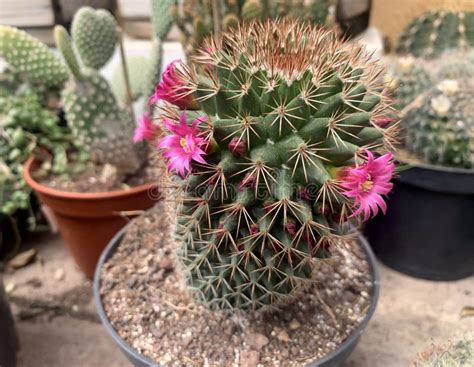 Mammillaria Cactus Blooming With Pink Flowers Stock Photo Image Of