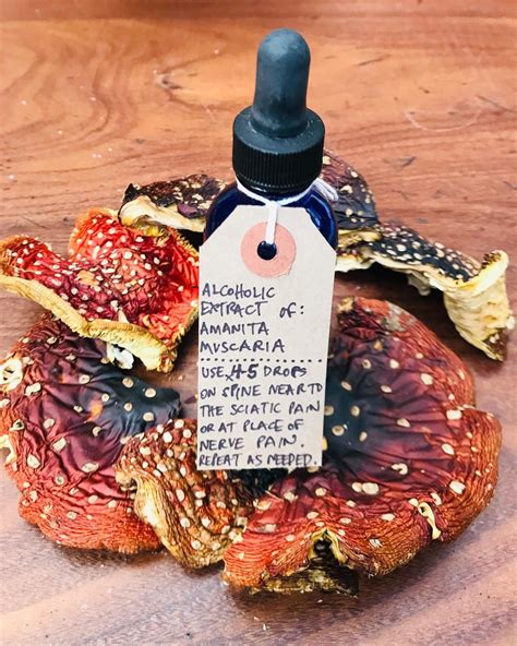 Amanita Muscaria Medicinal Mushroom Tincture 50ml Bottle Large Hips