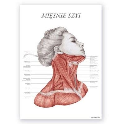 Plansza tablica anatomiczna plakat mięśnie twarzy 11547545451 Allegro pl