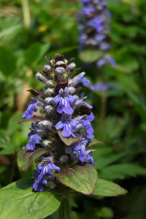 Banco De Imagens Natureza Plantar Prado Flor Selvagem Primavera