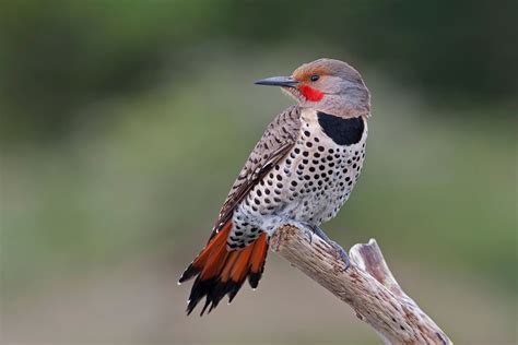 Northern Flicker Woodpecker 18686 By Tony Markle Photo 173569177