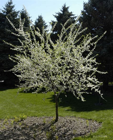 Prunus Americana