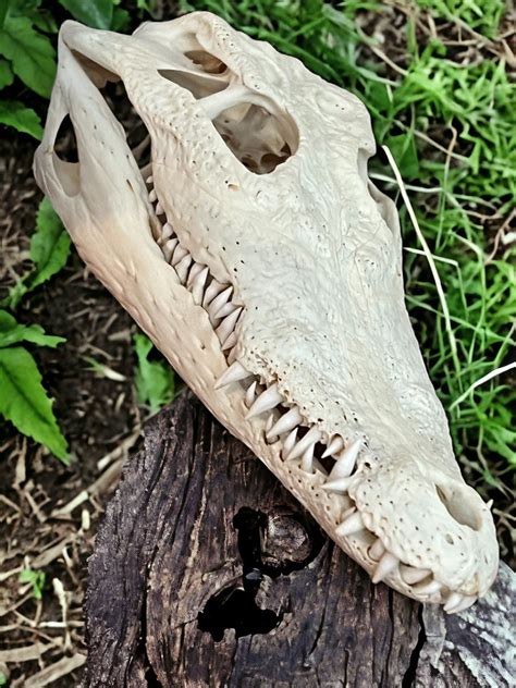 Alligator Real Taxidermy Skull Animal Bones For Crafts Home Decor