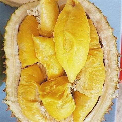 Pin Oleh Mohammad Al Sherif Di Durian Makanan Sehat Buah Makanan