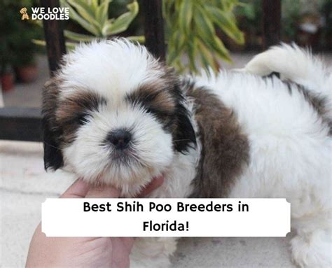 7 Best Shih Poo Breeders in Florida!