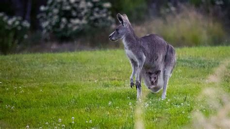 The Best Great Ocean Road Camping Grounds [Free & Paid]