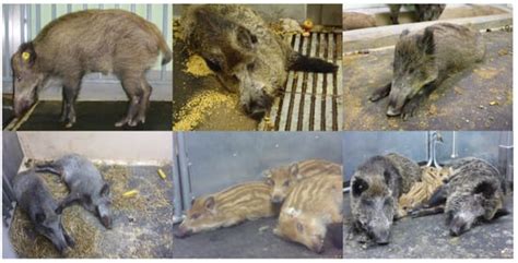 Viruses Free Full Text African Swine Fever In Wild Boar In Europe—a Review