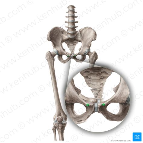 Bony Pelvis Ilium Ischium Pubis Kenhub