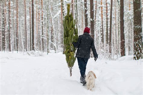 Where to Cut Your Own Christmas Tree | Seattle Met