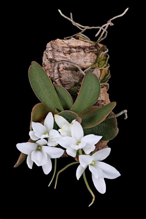 List Of Dendrobium Species Artofit