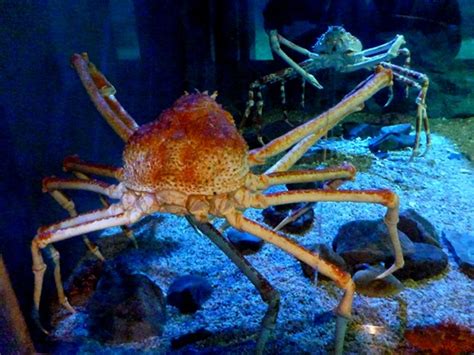 海遊館 海遊館日記 深海の小さな生き物たち Vol 2