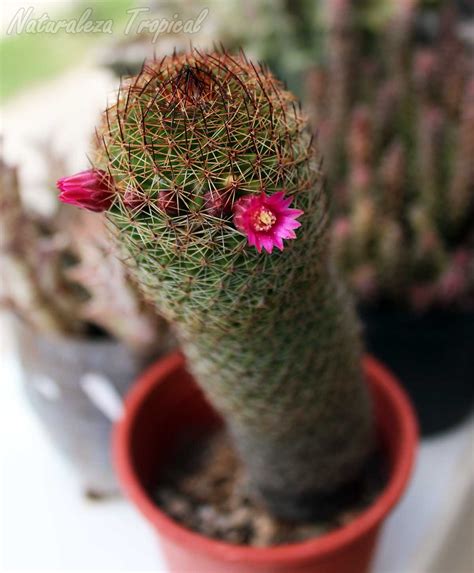 Un Cactus Que Debes Cultivar En Casa Mammillaria Matudae