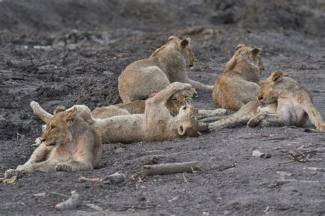 Group Of African Lion Cubs In Namibia Stock Image Image Of Waterhole