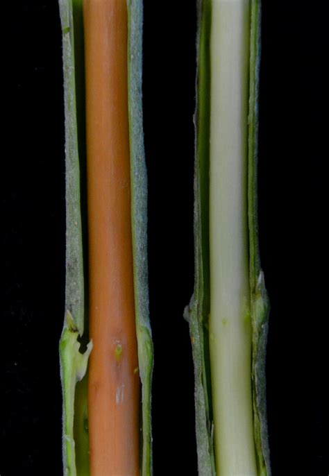 UGA researchers edit plant DNA using mechanism evolved in bacteria