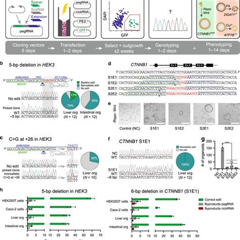 Prime Editing Efficiently Creates Deletions And Point Mutations In