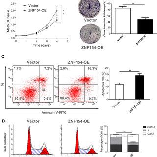 A Znf Suppresses Mgc Cell Growth In Nude Mice B The Tumor