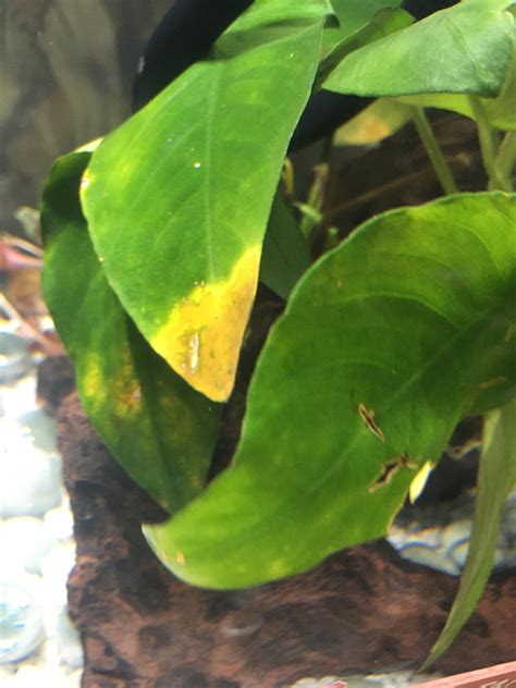 Anubias Nana Getting Yellowy Brown Spots And A Few Cuts Or Tears It