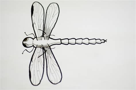 How To Draw A Realistic Dragonfly 8 Steps With Pictures