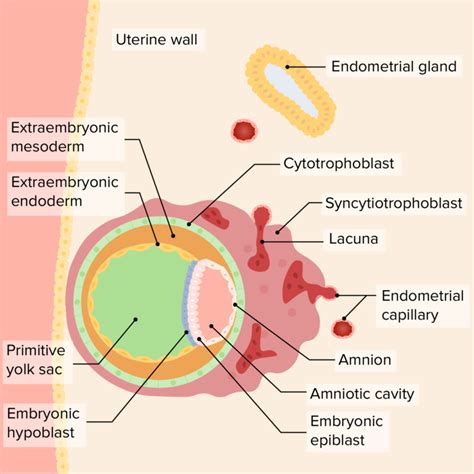 Development Of The Abdominal Organs Concise Medical Knowledge