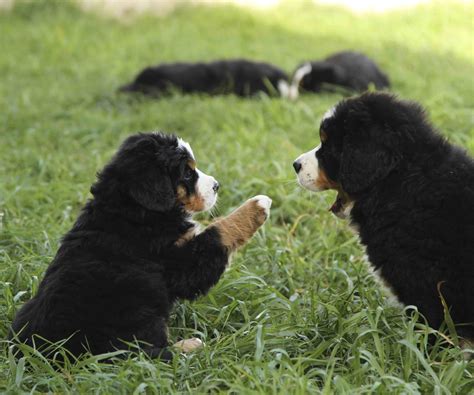puppies bernese mountain dog club  victoria