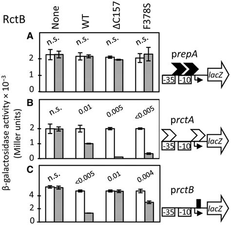 Binding Of Rctb To Two Kinds Of Site In Vivo The Binding Was Tested By