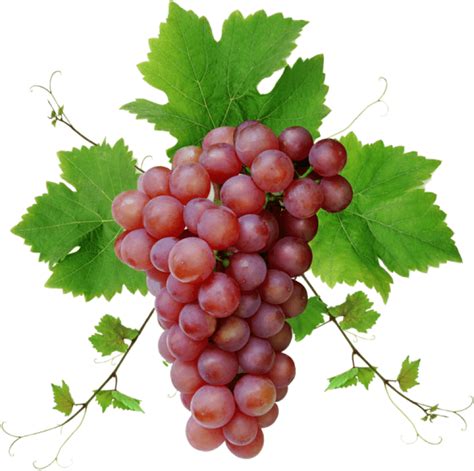 Grapes Png Images Transparent Free Download