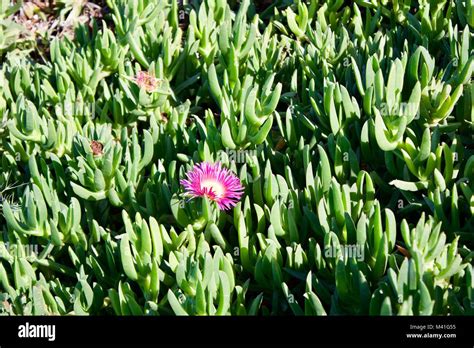 Succulent pink and green hi-res stock photography and images - Alamy