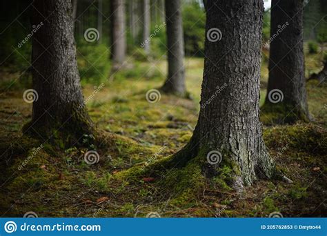 Tree Trunks Roots With Moss Tree Trunks Covered With Moss And Lichen