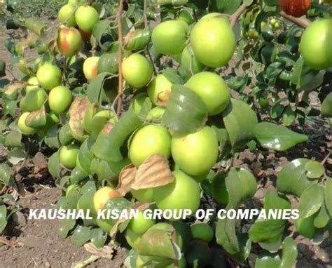 Well Watered Thai Green Apple Ber Plant For Fruits At Rs 160 Plant In Kota