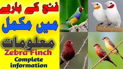 Zebra Finch breeding tips || Zebra Finch care 2022 || Zebra Finch bird ...