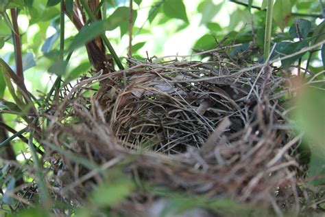 Joie de Vivre: The Cardinal is Nesting!