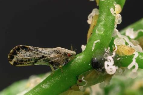 Psyllids - The Daily Garden