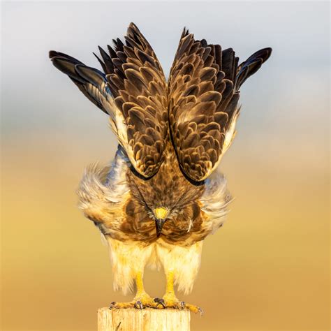 Ferruginous Hawk Rocky Mountain Arsenal National Wildlife Flickr