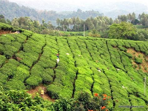 Natural Vegetation India