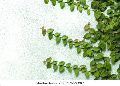 Ornamental Shrubs Wall Shrubs Stock Photo 1176540097 Shutterstock