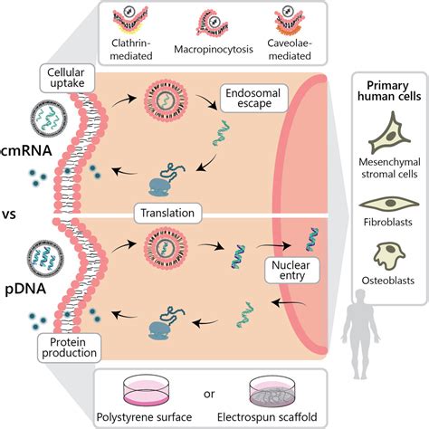 Cellular Uptake Of Modified Mrna Occurs Via Caveolae Mediated