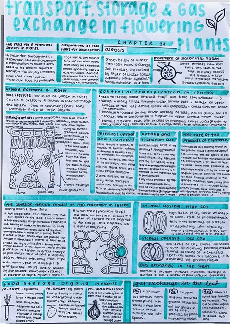 Transport Stucture Gas Exchange In Flowering Plants Artofit