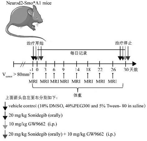 PPARG拮抗剂在肿瘤治疗药物中的应用