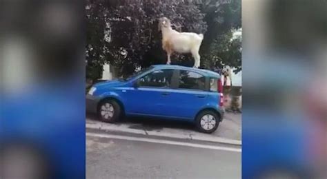 Roma Una Capra Sale Sulla Macchina Parcheggiata Per Mangiare Meglio Le