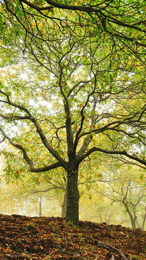 Bosque De Cobre Pujerra Mariela Ingrassia Flickr