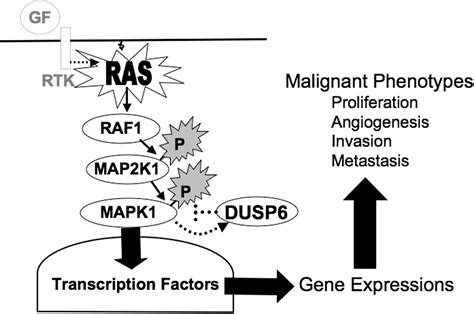 Molecular Pathology Of Pancreatic Cancer Implications For Molecular