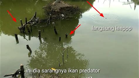 Rumpon Bambu Jadi Sarang Ikan Predator Tambak Mancingbaramundi