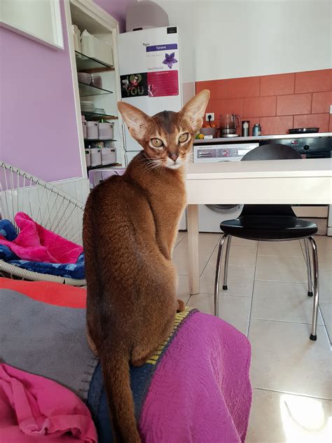 Our cattery – Abystyle's Abyssinian