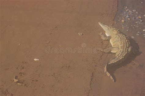 Cocodrilos En Tarcoles Bridge Costa Rica Imagen De Archivo Imagen De